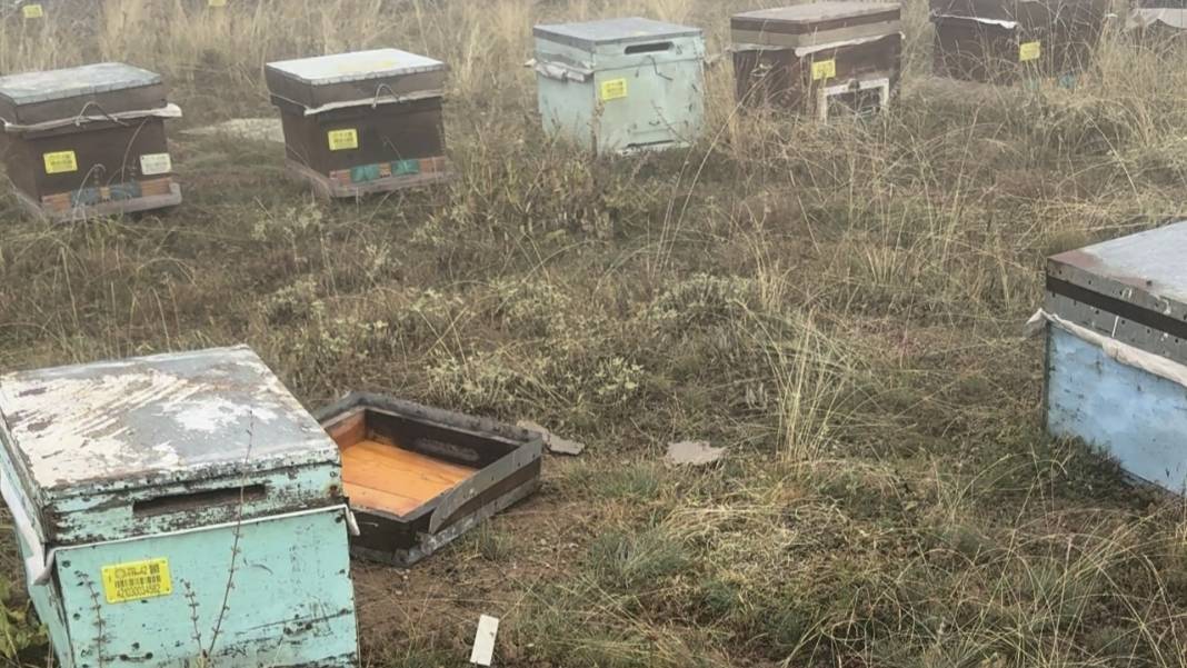 Konyalı arıcıdan kovanlarına saldıran ayıya ironik cevap! 4